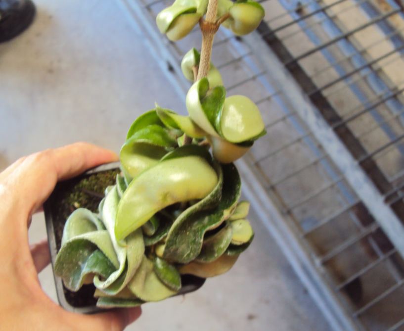 2" Hoya Compacta Rope Variegated